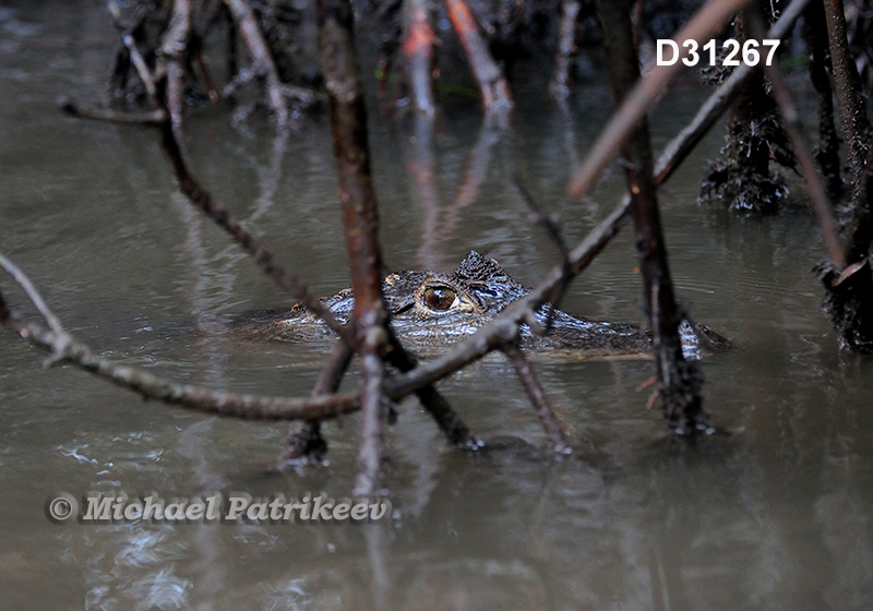 Spectacled Caiman (Caiman crocodilus)